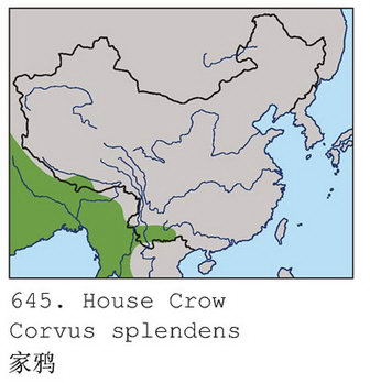 家鸦的地理分布图