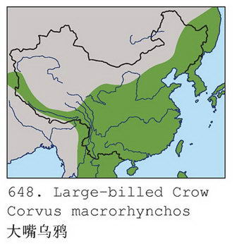 大嘴乌鸦的地理分布图