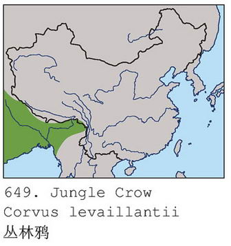 丛林鸦的地理分布图