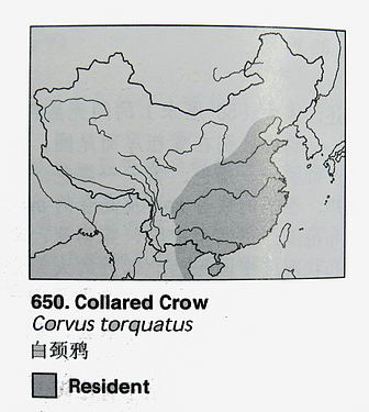 白颈鸦的地理分布图
