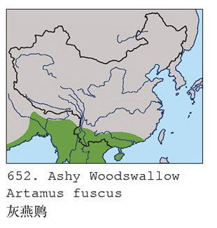 灰燕鵙的地理分布图