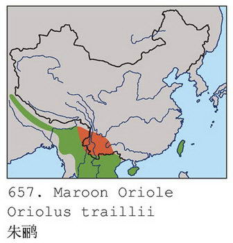 朱鹂的地理分布图