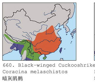 暗灰鹃鵙的地理分布图
