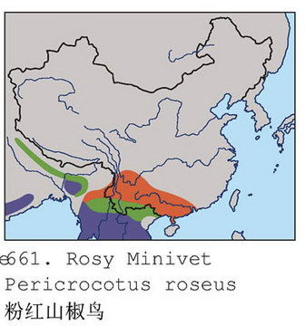 粉红山椒鸟的地理分布图