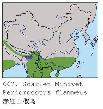 赤红山椒鸟的地理分布图