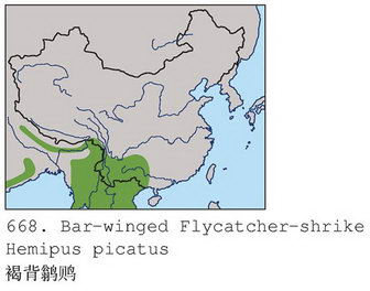 褐背鹊鵙的地理分布图
