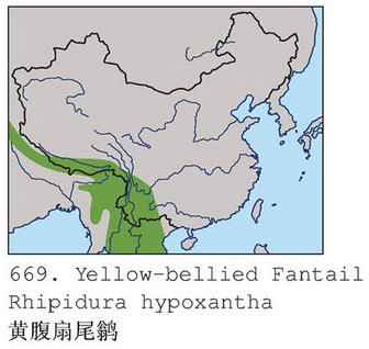 黄腹扇尾鹟的地理分布图