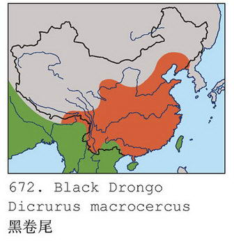 黑卷尾的地理分布图