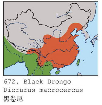 黑卷尾的地理分布图