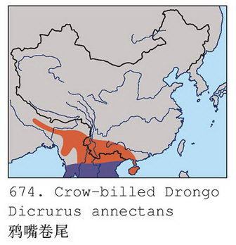 鸦嘴卷尾的地理分布图