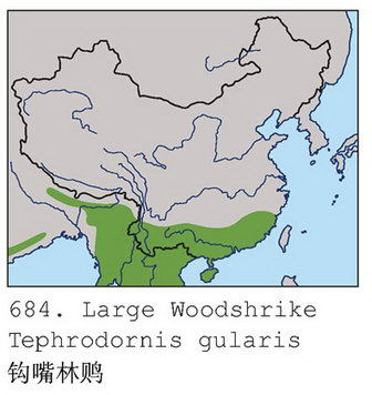 钩嘴林鵙的地理分布图