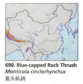 蓝头矶鸫的地理分布图