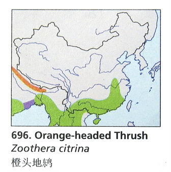 橙头地鸫的地理分布图
