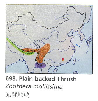 光背地鸫的地理分布图