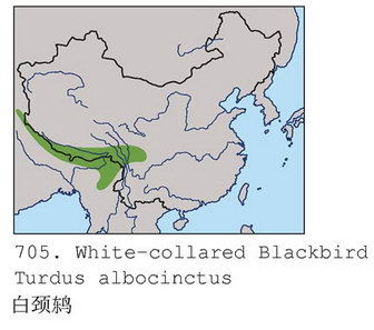 白颈鸫的地理分布图