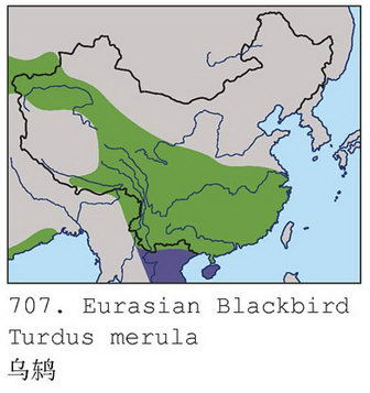 乌鸫的地理分布图