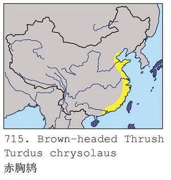 赤胸鸫的地理分布图