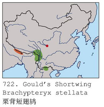 栗背短翅鸫的地理分布图