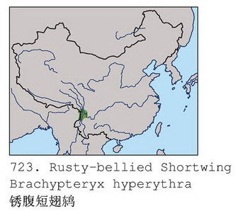 锈腹短翅鸫的地理分布图