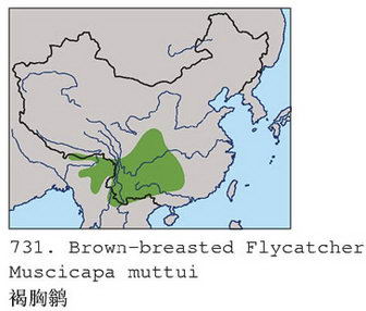 褐胸鹟的地理分布图