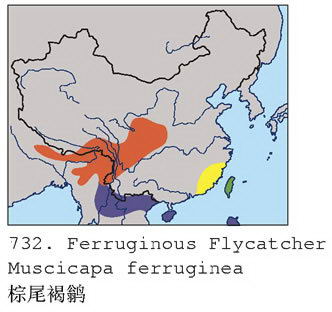 棕尾褐鹟的地理分布图