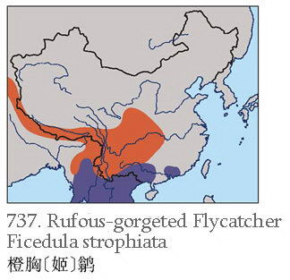 橙胸[姬]鹟的地理分布图