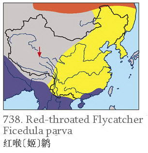 红喉[姬]鹟的地理分布图
