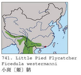 小斑[姬]鹟的地理分布图