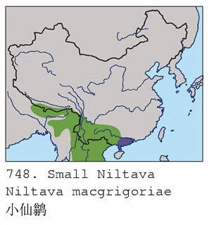 小仙鹟的地理分布图