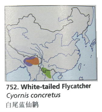白尾蓝仙鹟的地理分布图