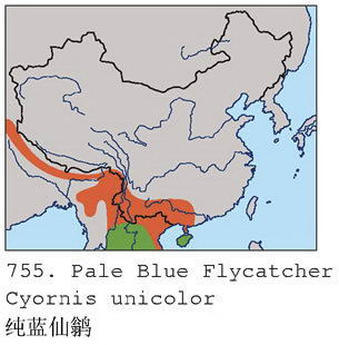 纯蓝仙鹟的地理分布图