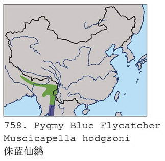 侏蓝仙鹟的地理分布图