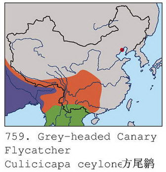 方尾鹟的地理分布图