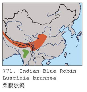 栗腹歌鸲的地理分布图