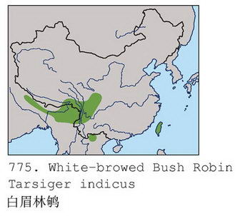 白眉林鸲的地理分布图