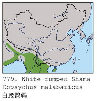 白腰鹊鸲的地理分布图