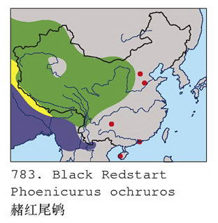 赭红尾鸲的地理分布图