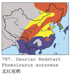 北红尾鸲的地理分布图