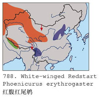 红腹红尾鸲的地理分布图