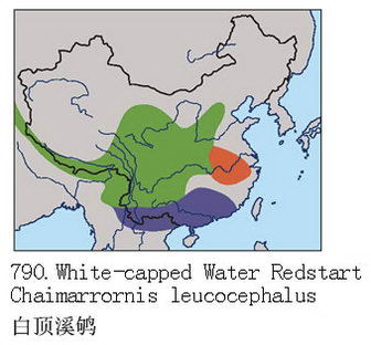 白顶溪鸲的地理分布图