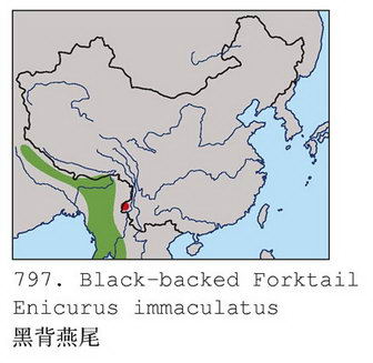 黑背燕尾的地理分布图