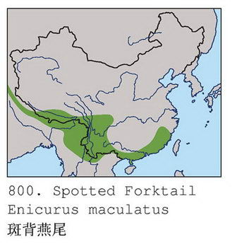 斑背燕尾的地理分布图