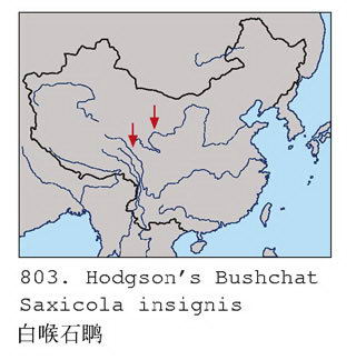 白喉石鵖的地理分布图