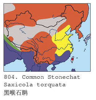 黑喉石鵖的地理分布图