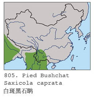 白斑黑石鵖的地理分布图