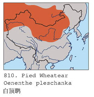 白顶鵖的地理分布图