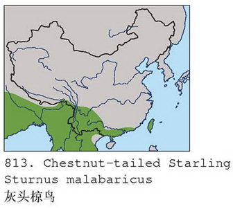 灰头椋鸟的地理分布图