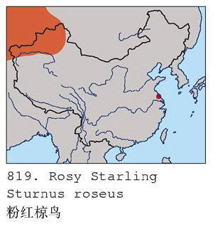 粉红椋鸟的地理分布图