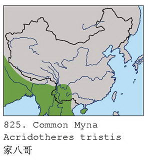 家八哥的地理分布图