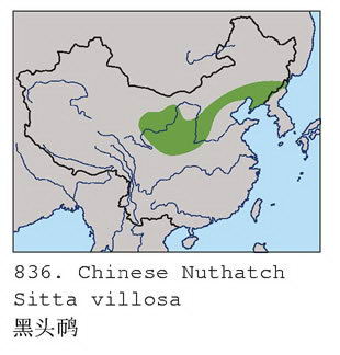 黑头鳾的地理分布图